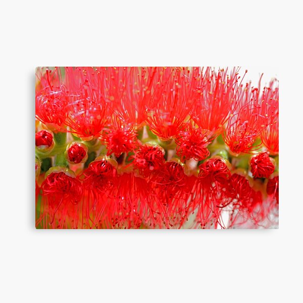 Item preview, Bottlebrush Budding designed and sold by imaginethis.