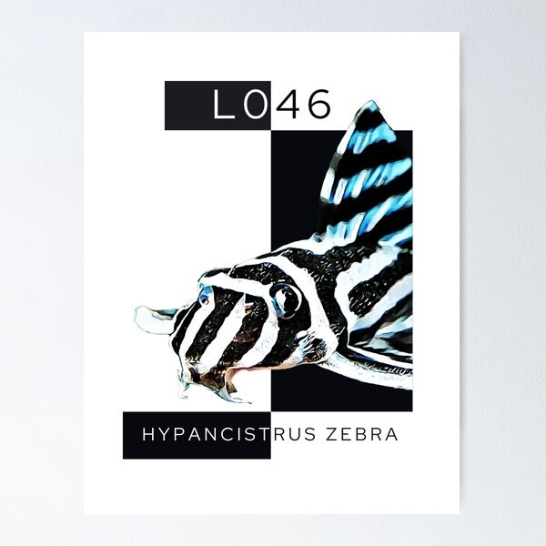 Item preview, Zebra Pleco L046 designed and sold by GFishy.