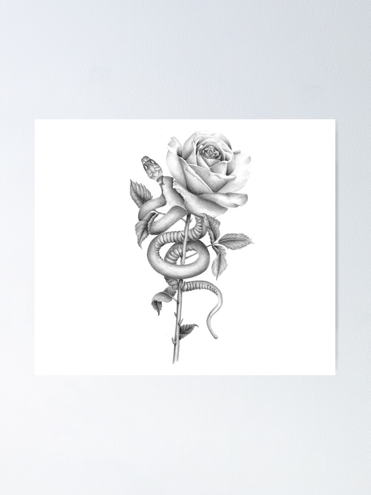 Realistic Snake And Rose Pencil Design Poster By Anne Essie Redbubble