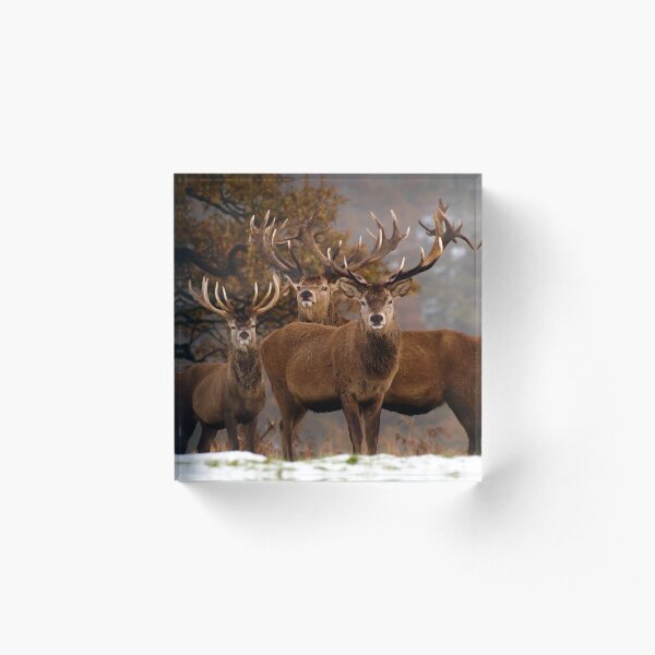 Family Portrait - Red Deer Acrylic Block