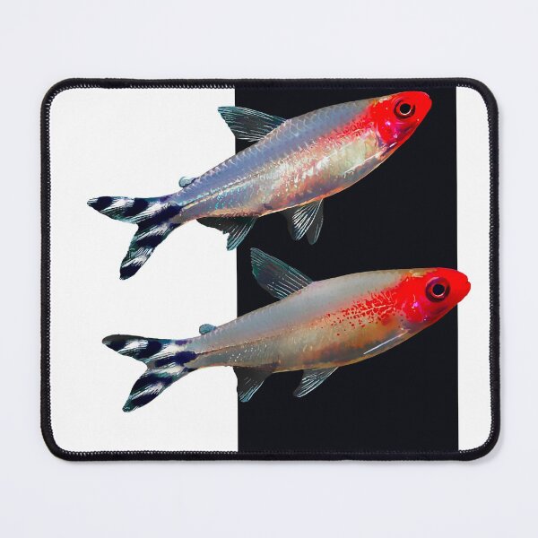 Item preview, Rummynose Tetra designed and sold by GFishy.