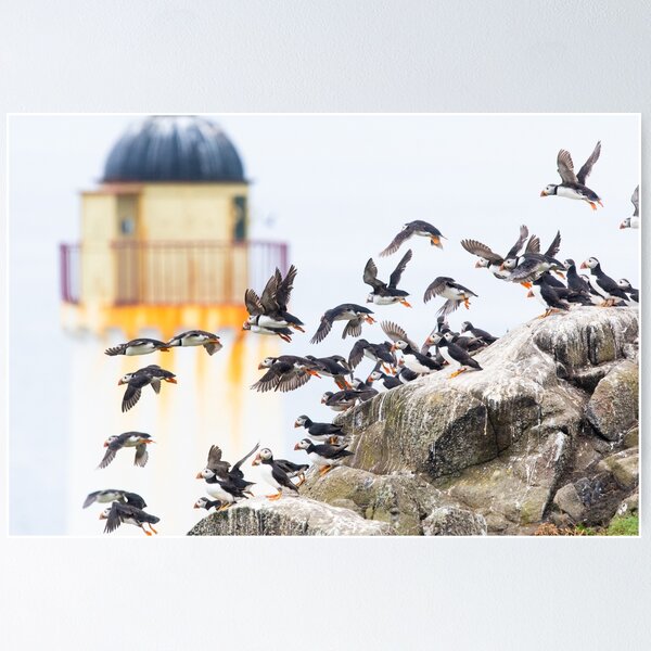 Item preview, Puffins on the Isle of May - Scotland designed and sold by Kay Roxby.