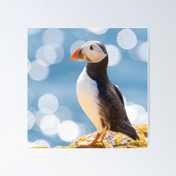 Item preview, Puffin designed and sold by Kay Roxby.