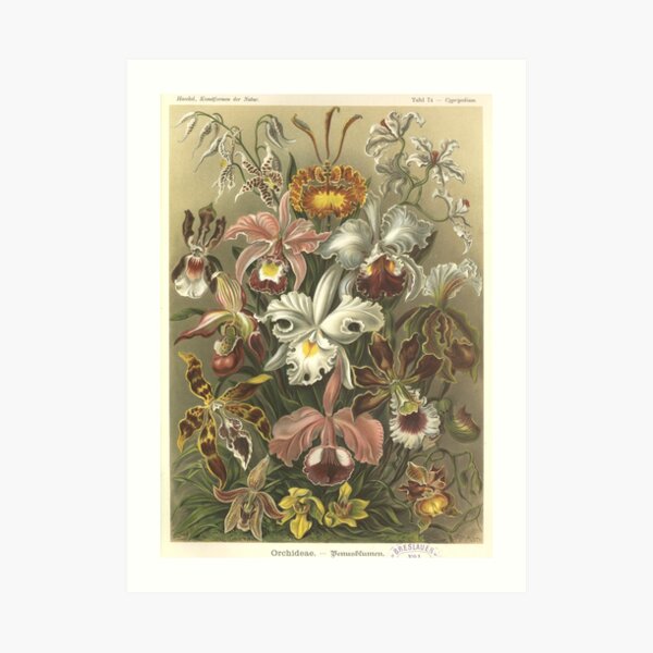 Orchids - Ernst Haeckel Art Print
