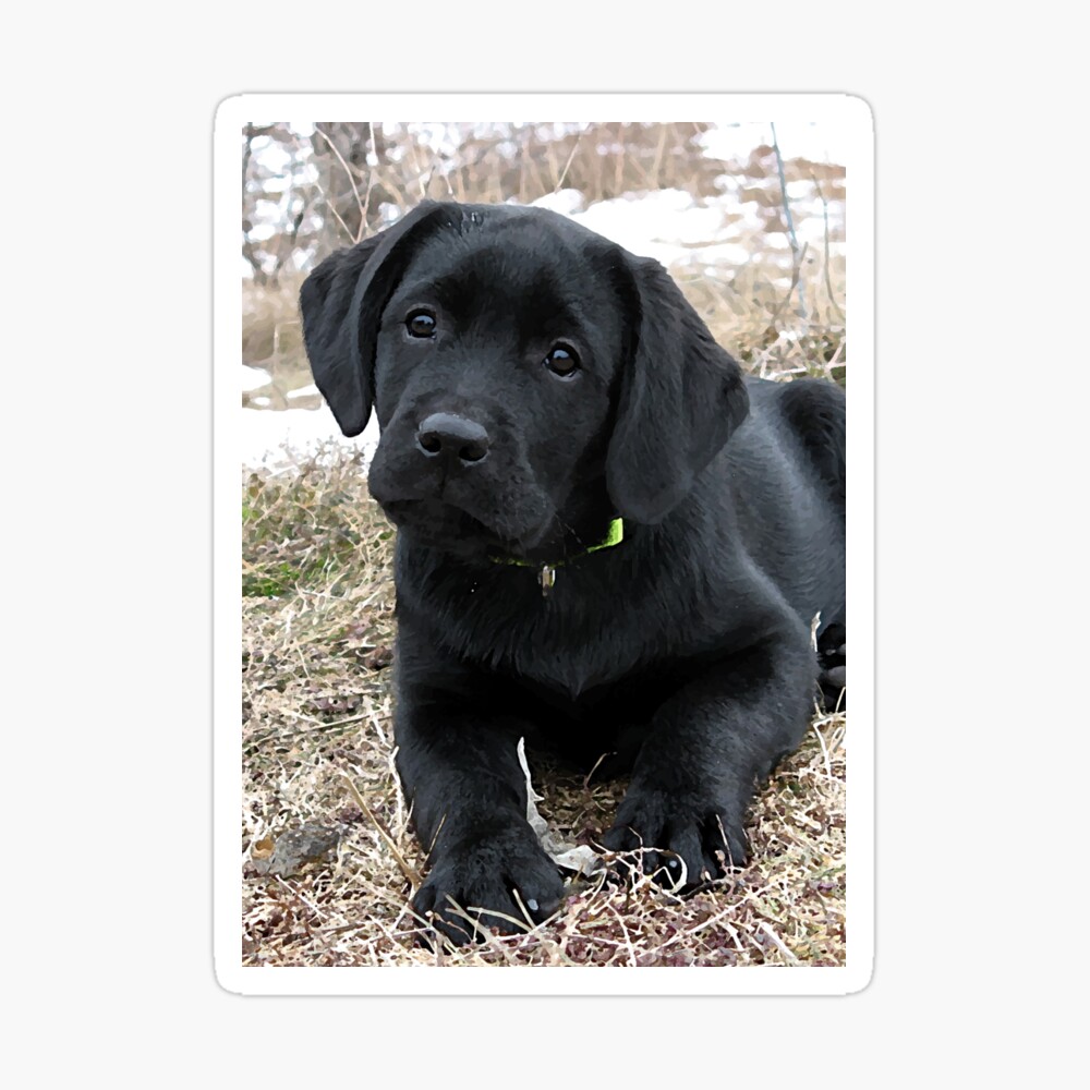 Awaiting Spring - Black Labrador Puppy Throw Pillow for Sale by