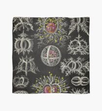 Stephoidea - Ernst Haeckel Scarf