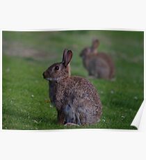 Wild Rabbit Poster