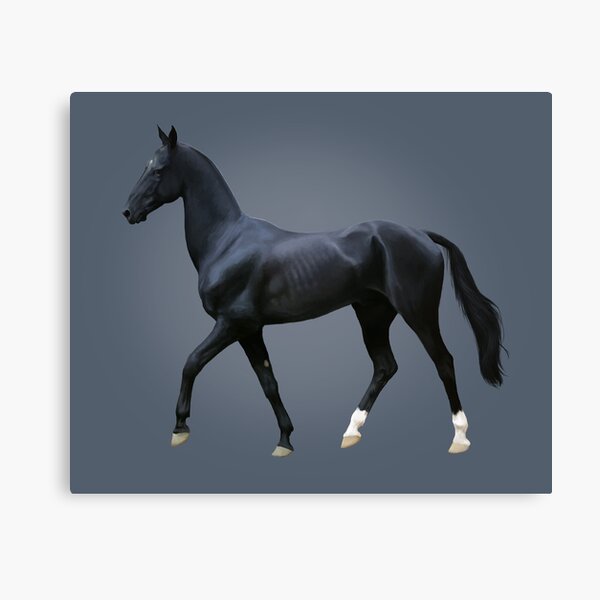 Wall Art Canvas Picture Print Gray Akhal-Teke Portrait Autumn Horse 3.2 