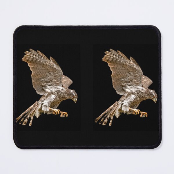 Item preview, Northern Gosshawk on Black designed and sold by Alius Imago.
