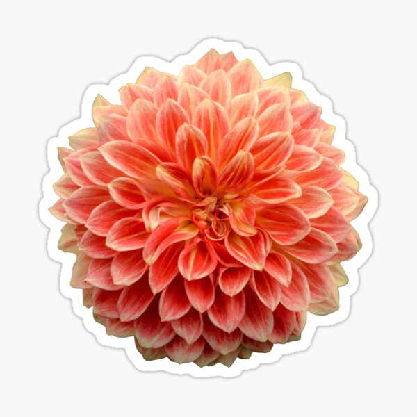 Item preview, Dahlia Flower designed and sold by Boris Dimitrov.
