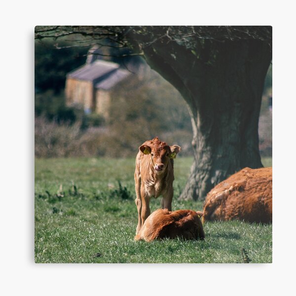 Item preview, Calf in the English Countryside designed and sold by benland137.
