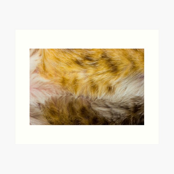 Fur Art Prints for Sale