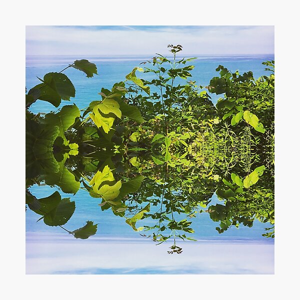 Reflected plants : growth Photographic Print