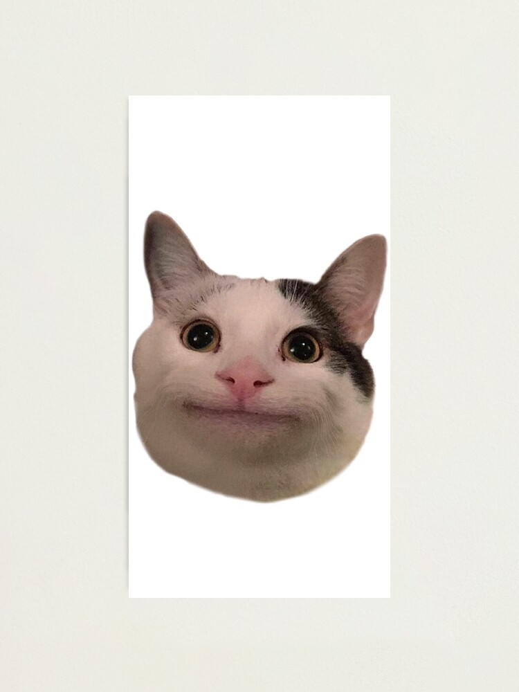 cats with hats pfp｜TikTok Search