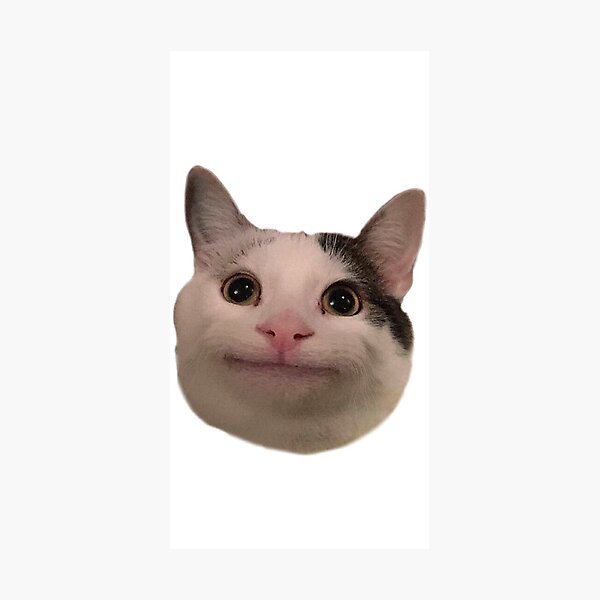 beluga cat face reveal 