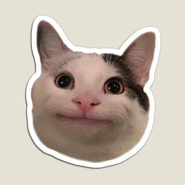 funny mad cat pfp｜TikTok Search