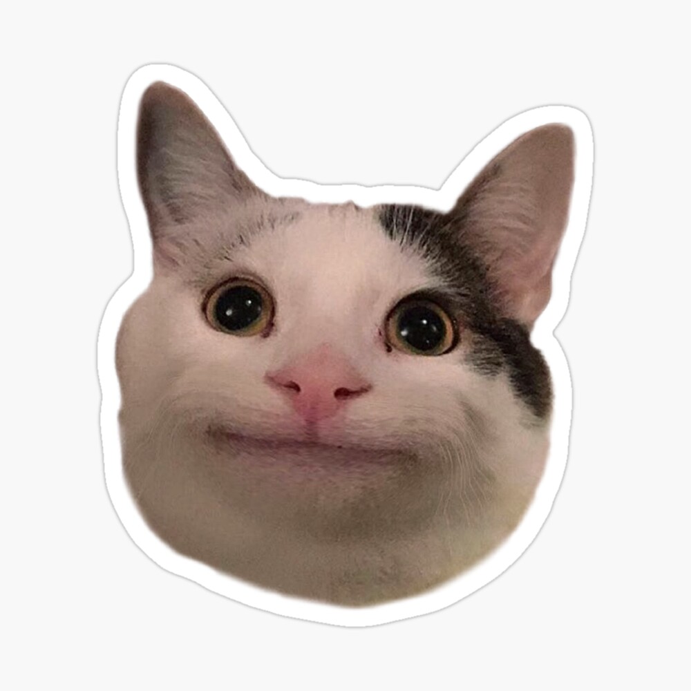 cats beluga Memes & GIFs - Imgflip