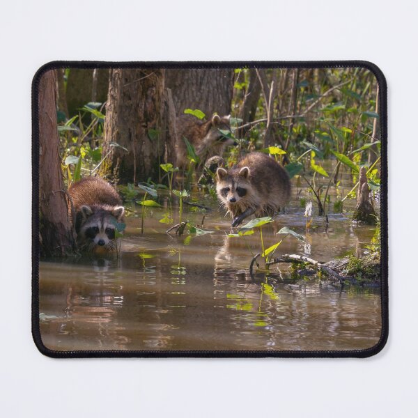Item preview, Raccoons on the Louisiana Bayou designed and sold by SafariByMarisa.