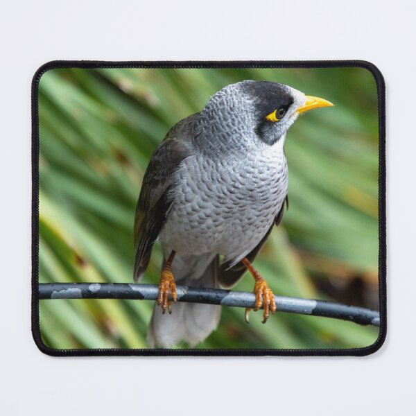 Item preview, Noisy Miner Australian Bird designed and sold by SafariByMarisa.
