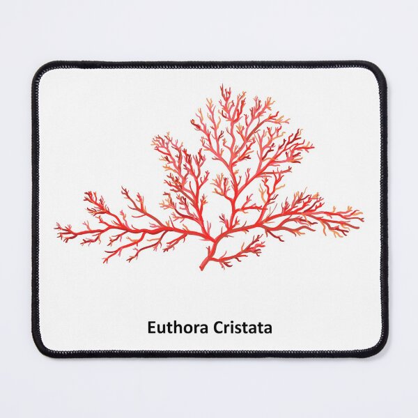 Item preview, Euthora cristata - a genus of thalloid red algae. Hand drawn vector illustration designed and sold by Familyshmot.