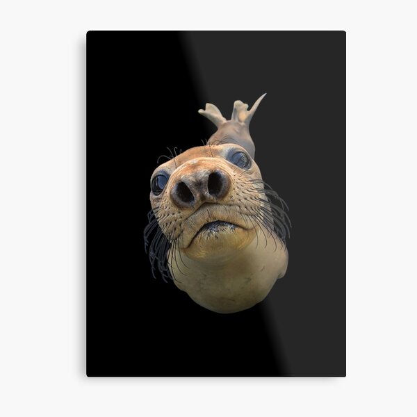 Curious Seal Metal Print
