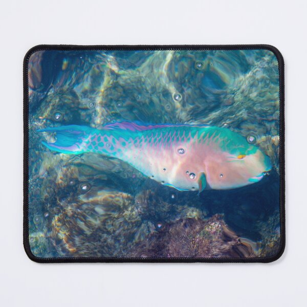 Item preview, Bluechin Parrotfish in the Galapagos Islands, Ecuador designed and sold by SafariByMarisa.