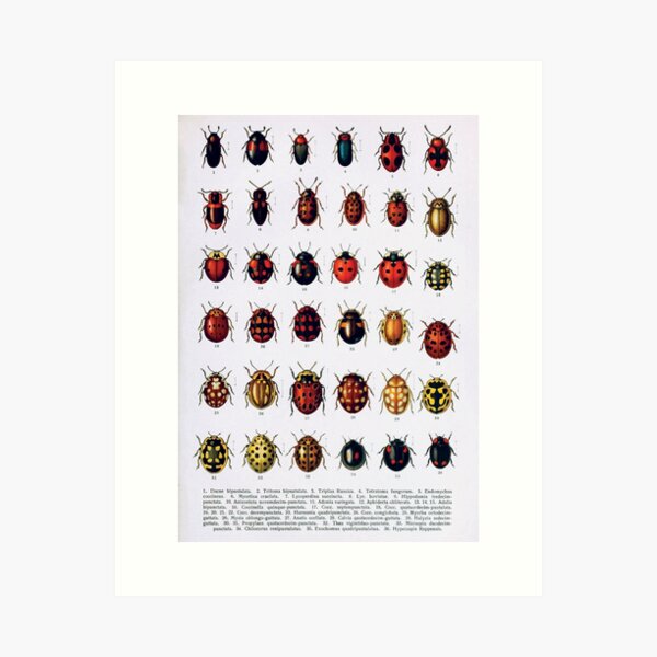 Item preview, Vintage Beetles Species Diagram | Vintage Beetles | Insect Anatomy | Entomology Collection | Entomologist Chart | Beetle Identification Chart designed and sold by WadeLestat.