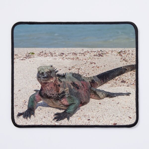 Item preview, Marine Iguana, Galapagos Islands, Ecuador designed and sold by SafariByMarisa.