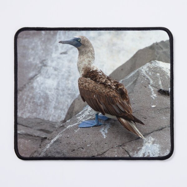 Item preview, Galapagos Islands Blue Footed Booby Bird designed and sold by SafariByMarisa.