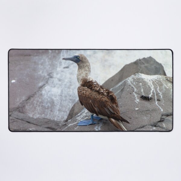 Item preview, Galapagos Islands Blue Footed Booby Bird designed and sold by SafariByMarisa.
