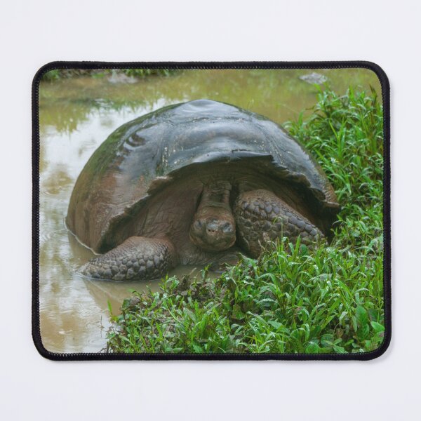 Item preview, Galapagos Islands Giant Tortoise Turtle designed and sold by SafariByMarisa.