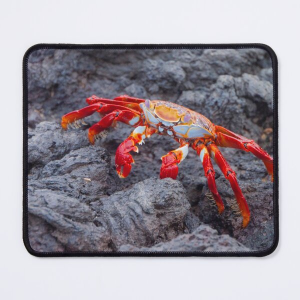 Item preview, Galapagos Sally Lightfoot Crab designed and sold by SafariByMarisa.