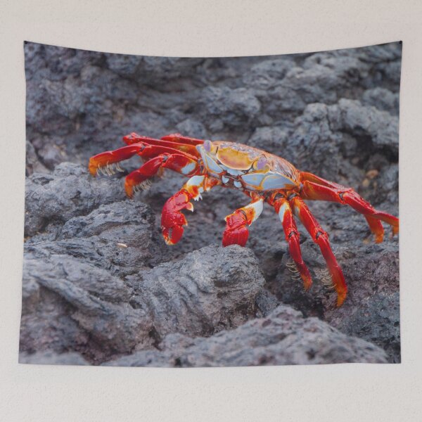 Item preview, Galapagos Sally Lightfoot Crab designed and sold by SafariByMarisa.