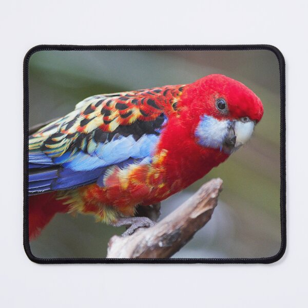 Item preview, Curious Eastern White-Cheeked Rosella Parakeet designed and sold by walkswithnature.