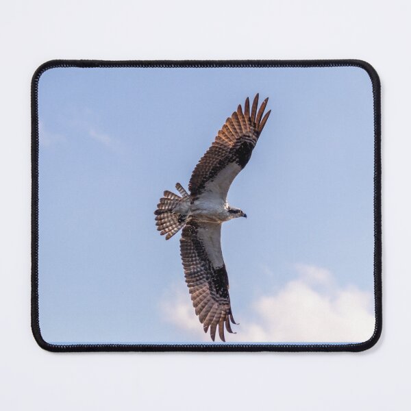 Item preview, Flying Osprey, Great Wing Span designed and sold by SafariByMarisa.