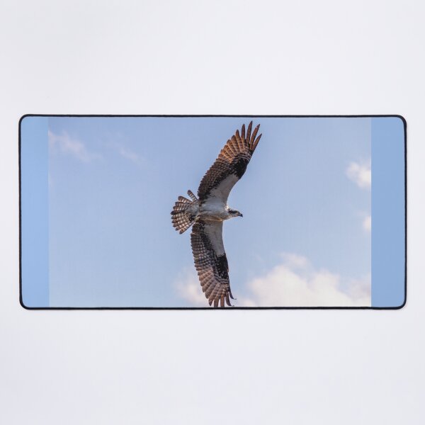 Item preview, Flying Osprey, Great Wing Span designed and sold by SafariByMarisa.