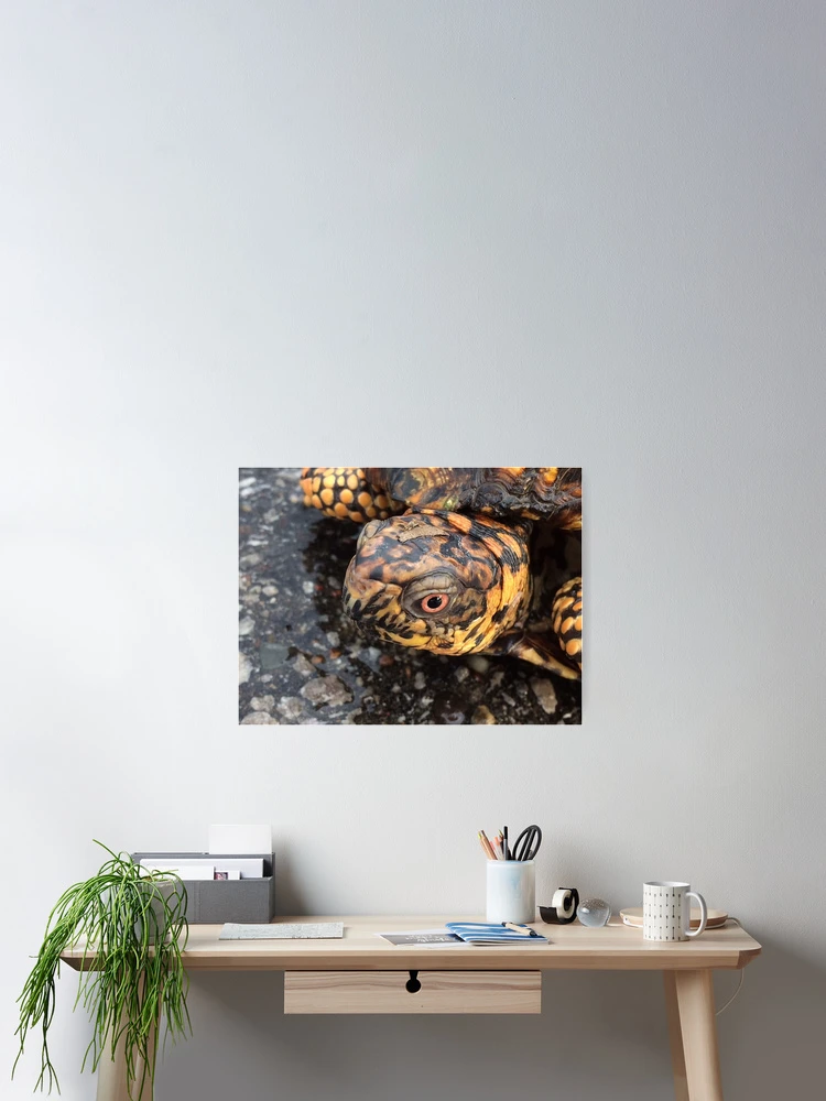 Thumbnail 2 of 3, Poster, Eastern Box Turtle designed and sold by MangoFaceDesign.