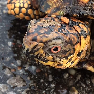 Artwork thumbnail, Eastern Box Turtle by MangoFaceDesign