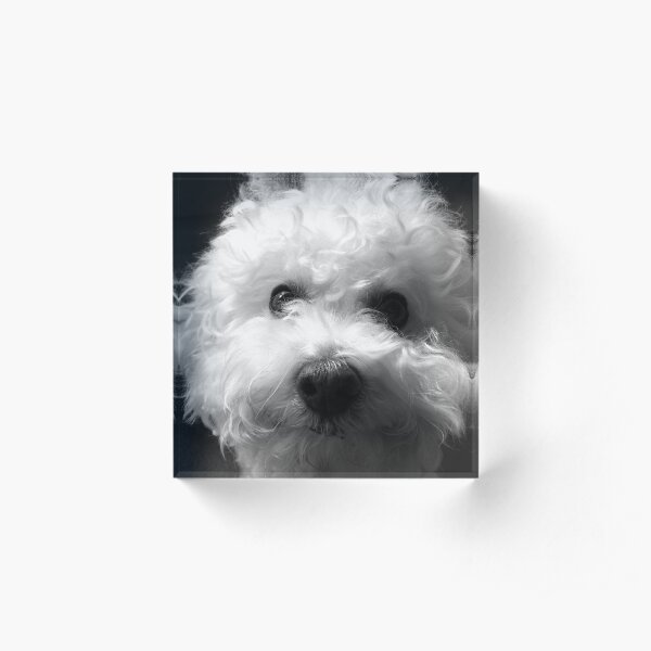 Bichon Frise - Black and White Acrylic Block
