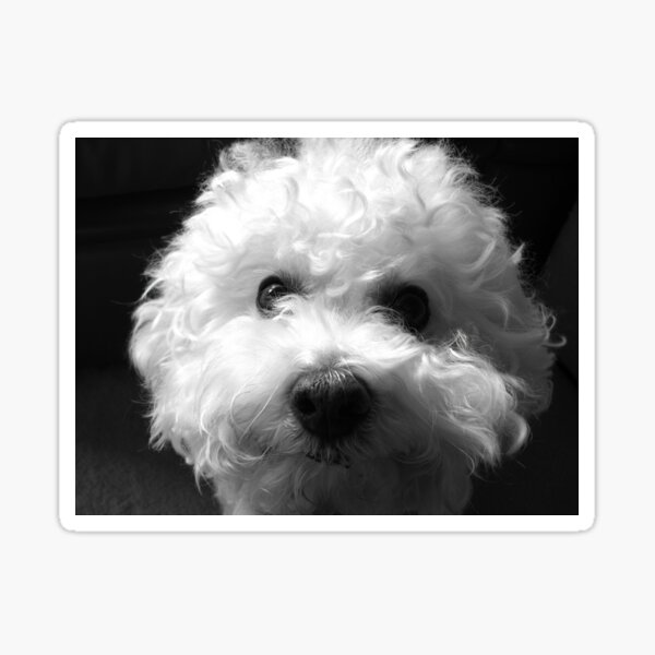 Bichon Frise - Black and White Sticker