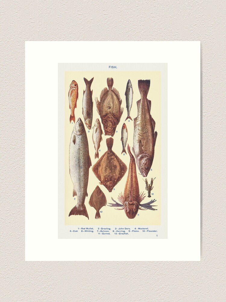 Victorian Fish Poster,Vintage Fishing Poster,Antique Fish Poster, | Art  Print