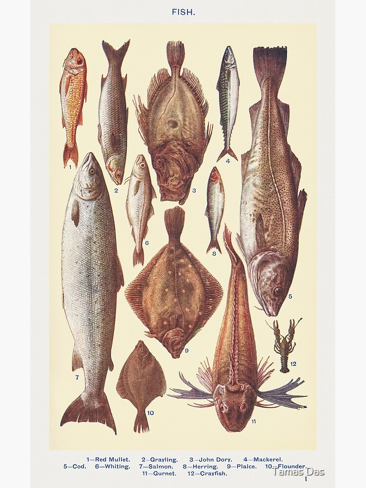 Pin on Classics Salmon Victorian/Artistique