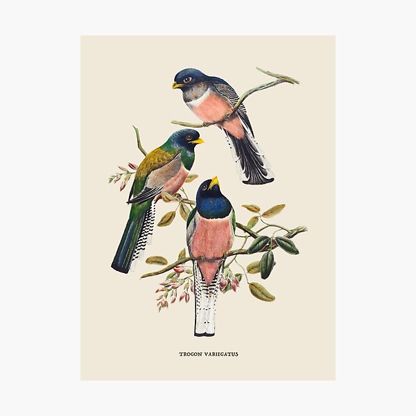 Item preview, Blue-crowned Trogon Antique Naturalist Illustration designed and sold by Antiquated Art.