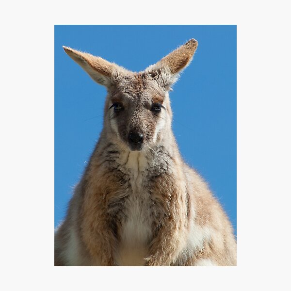 Item preview, YELLOW-FOOTED ROCK WALLABY designed and sold by DPalmer.