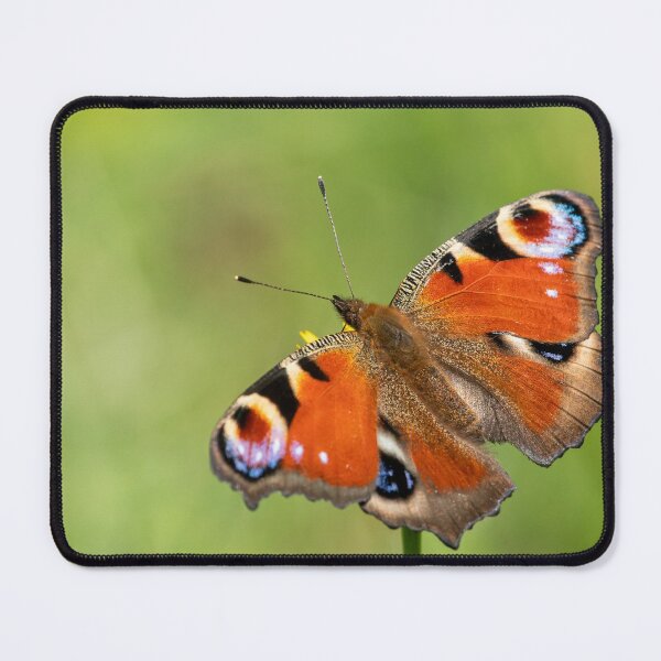 Item preview, A peacick butterfly sitting on a flower on a sunny day in summer designed and sold by Stefan Rotter.