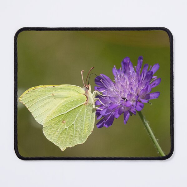 Item preview, A common brimstone butterfly sitting on a flower on a sunny day in summer designed and sold by Stefan Rotter.