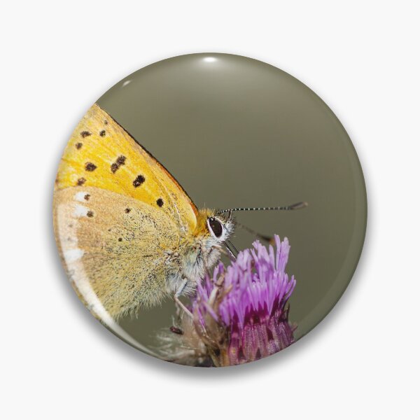 Item preview, A scarce copper butterfly sitting on a flower on a sunny day in summer designed and sold by Stefan Rotter.