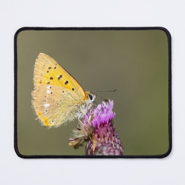 Item preview, A scarce copper butterfly sitting on a flower on a sunny day in summer designed and sold by Stefan Rotter.