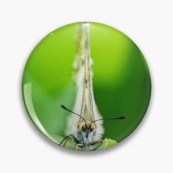 Item preview, A clouded Apollo butterfly resting in a meadow designed and sold by Stefan Rotter.