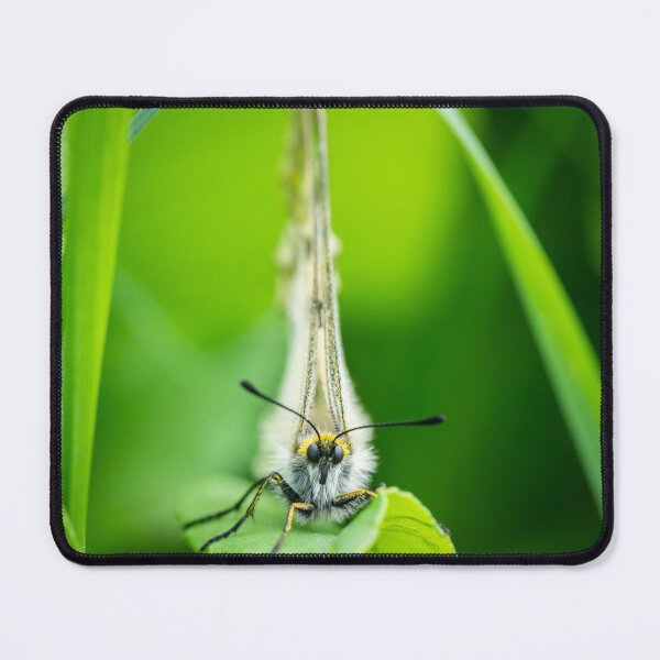 Item preview, A clouded Apollo butterfly resting in a meadow designed and sold by Stefan Rotter.